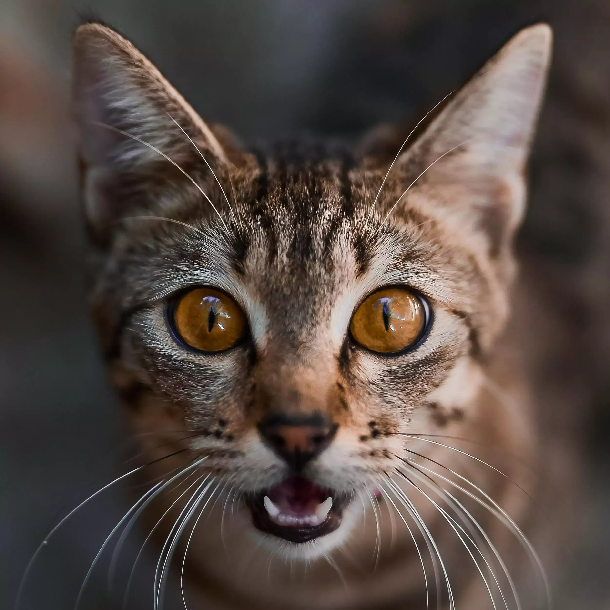 sweet cute cat images for whatsapp dp